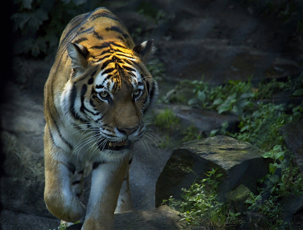 Nature In Class M By Alexandra Ballough For Cat On The Prowl NOV-2018.jpg